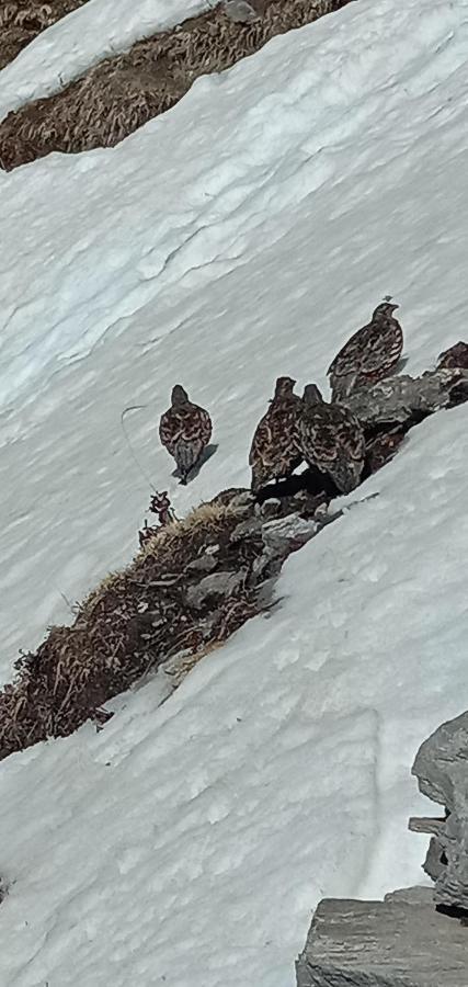 Chandarshila Hike Homestay Ukhimath Eksteriør billede